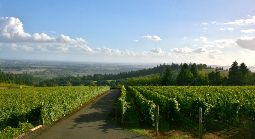oregon-wine-country-tours-willamette-valley-vino